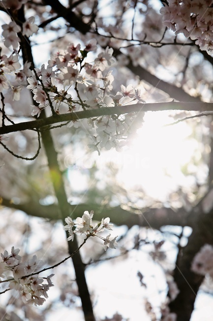 벚꽃,벚나무,tree,cherryblossom,sunlight