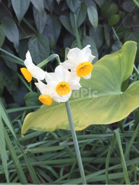 꽃,자연,흰꽃,작은꽃,봄,식물,자연,plants,nature,꽃,flower