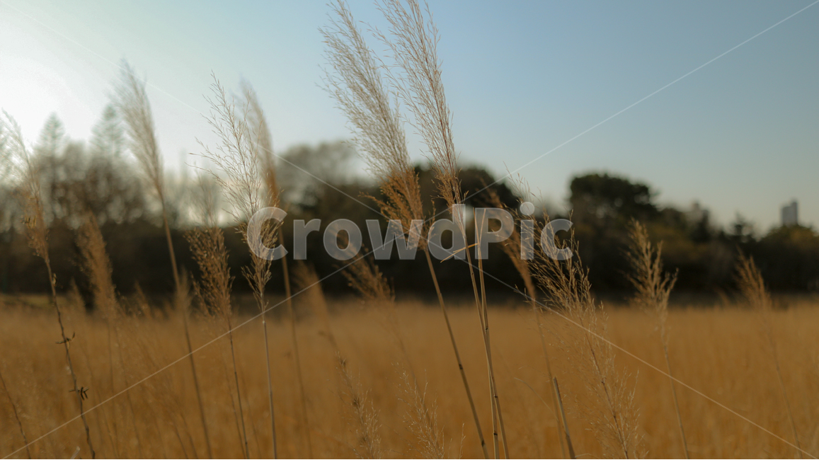 늦가을,억새,푸른하늘,나무,식물,공원,가을,계절,fall,autumn,season,식물,자연,plants,nature,grass,잔디,plant