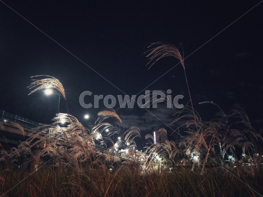 억새,억새풀,밤,야경,자연,nature