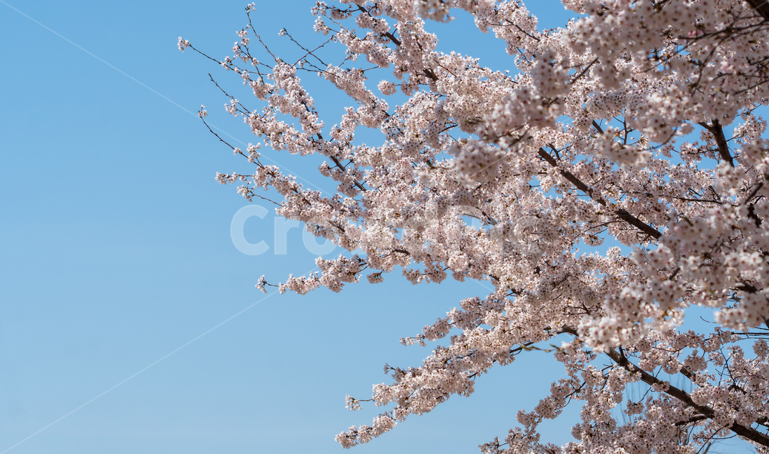 벚꽃,봄꽃,꽃,계절,spring,season,cherrymlossoms,꽃축제,파란하늘,푸른하늘,자연,가로수,벚꽃축제,연분홍색,핑크색,바탕,공원,flower,nature,garden,beautiful,예쁜,봄,나무,수수한