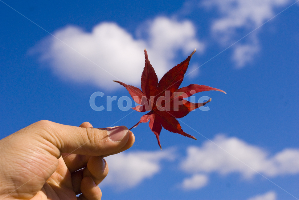 단풍,가을,하늘,낙엽,구름,단풍잎,손,maple,autumn,fall,sky,cloud,leaf