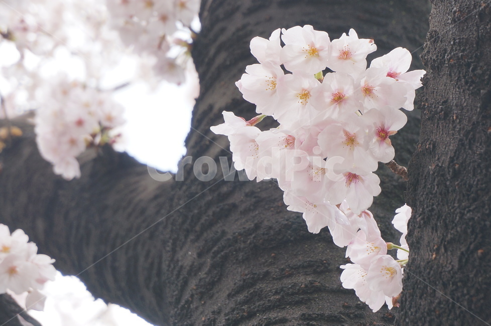 봄,벚꽃,나무,벚꽃송이,분홍색,봄,계절,spring,season,식물,자연,plants,nature,꽃,flower