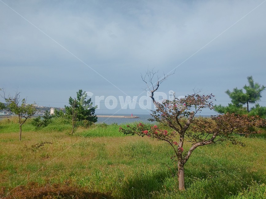 tree,나무,plant,식물,잔디,자연,풍경,nature,landscape