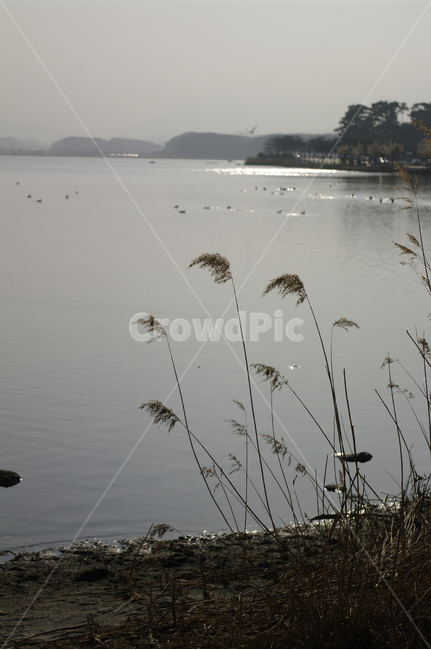 호수,경포호,강릉,풍경,자연,물,nature,억새