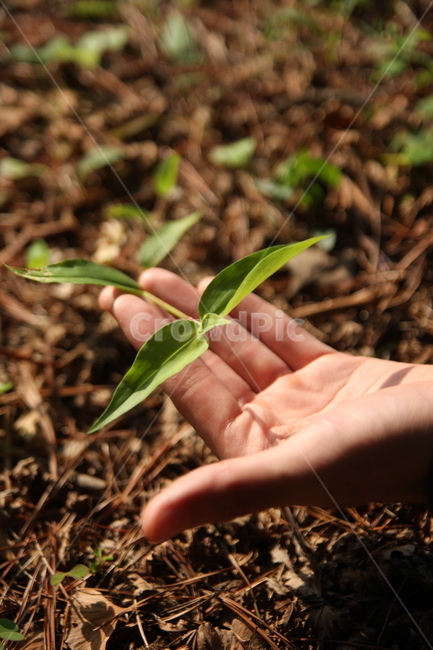 봄,새싹,생명,풀잎,spring,sprout,life,leafofgrass,식물,자연,plants,nature,사람,인물,인간,human,person,신체일부,몸,body