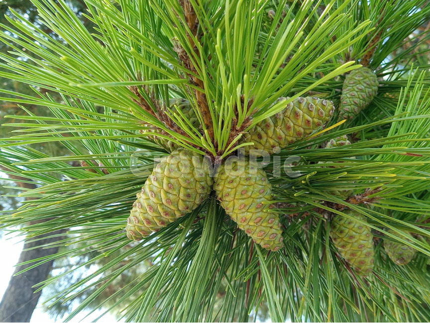 plant,식물,tree,나무,푸른,솔방울,덜익은,자연,환경