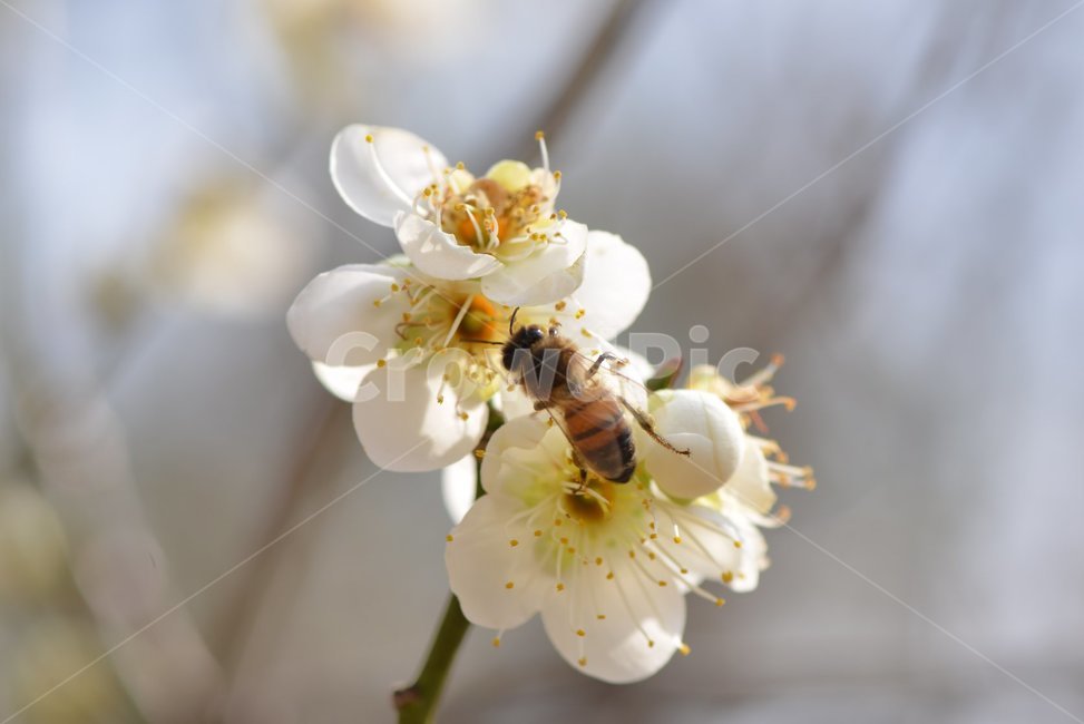 봄,매화,흰색,벌,spring,식물,자연,plants,nature,꽃,flower,동물,animal,곤충,벌레,insect,bug