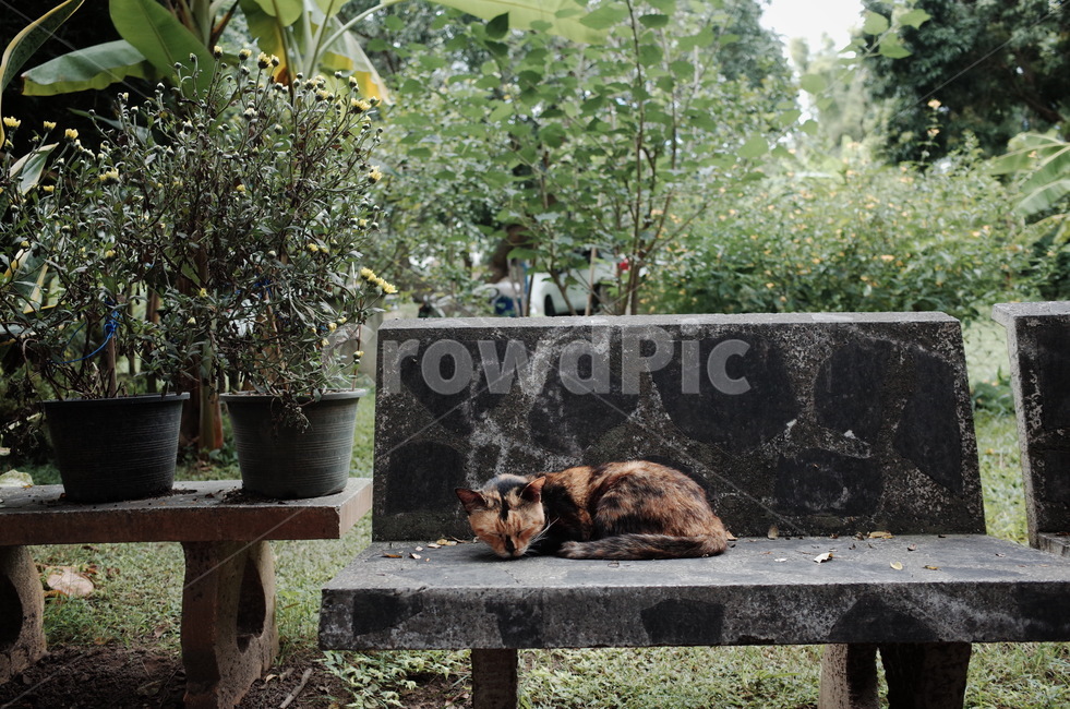 고양이,배경화면,자연,벤치,cat,bench,동물,animal,포유류,mammal,고양이,cat,kitten,kitty