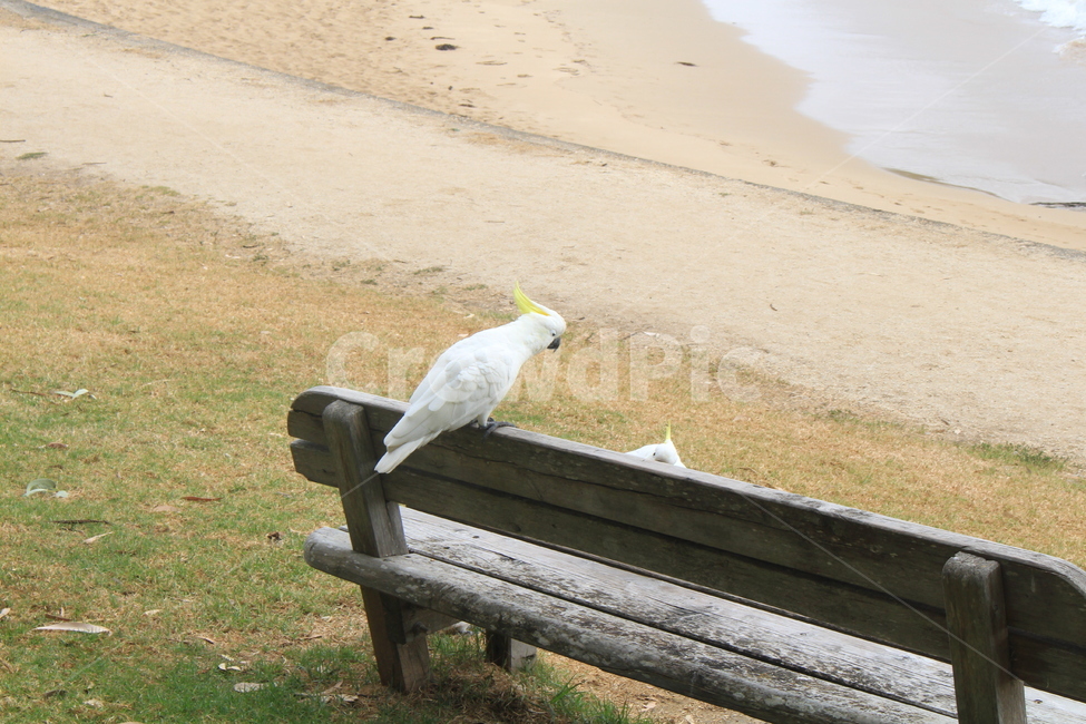 벤치,bench,animal,bird,앵무새,parrot,새,동물,beach,해변,동물,animal,조류,새,birds