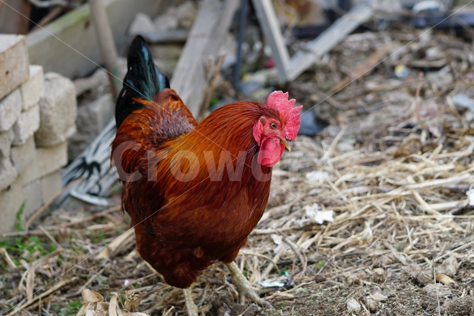 닭,조류,동물,chicken,수탉,암탉,새,bird,animal,생명,풍경,landscape,자연,nature,움직임,이동,걸음,뒤뚱뒤뚱,기웃기웃,닭띠,닭의해,치킨,육류,고기,닭고기,스냅,snap,양계장,목축업,가축,동물,animal,조류,새,birds