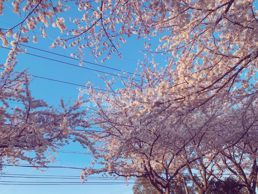 꽃,벚꽃,봄,제주,제주도,벚꽃엔딩,꽃놀이,봄,계절,spring,season,plant,식물,blossom,flower