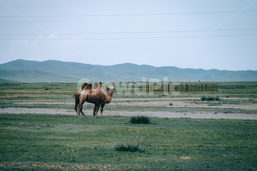 낙타,몽골,자연,nature,초원,field,outdoors,camel,동물,animal,포유류,mammal