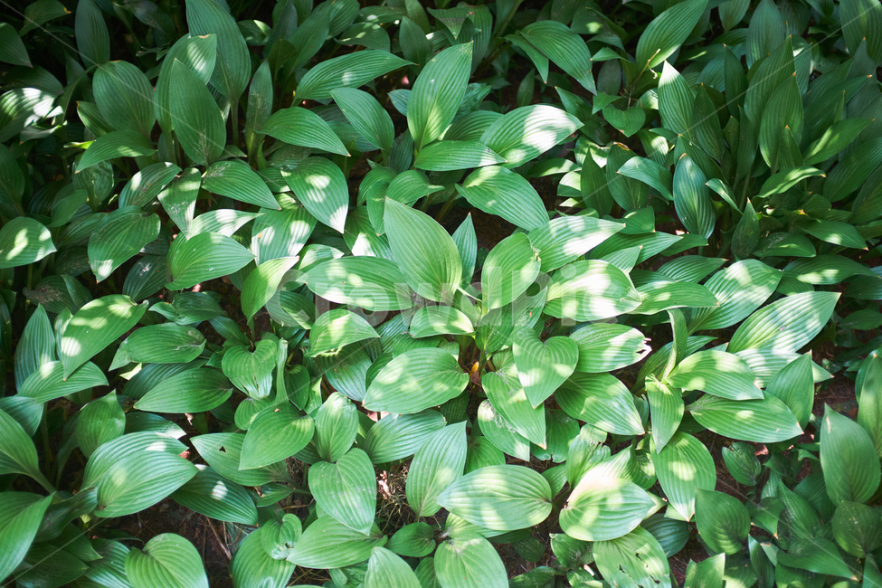 식물,풀,잎,난,plant,grass,leaf,orchid