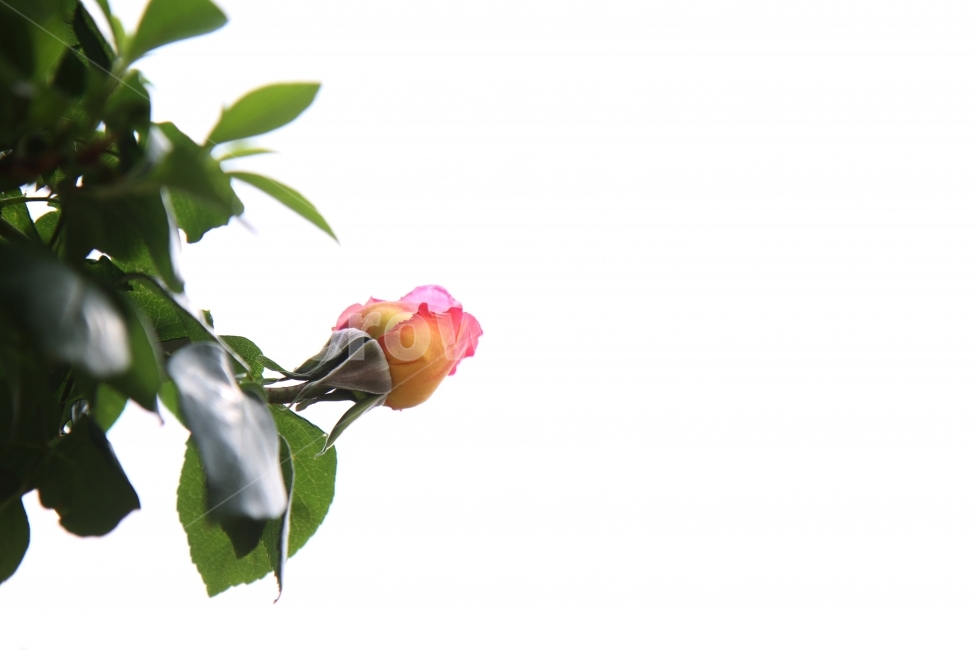장미꽃,꽃,식물,자연,감성사진,식물,자연,plants,nature,꽃,flower,누끼,remove background