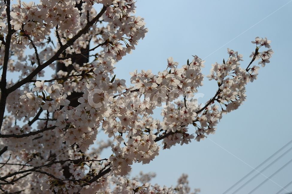 벚꽃,꽃,봄,하늘,자연,봄,계절,spring,season,식물,자연,plants,nature,꽃,flower,plant,blossom,cherry blossom