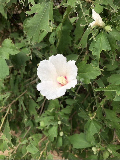 꽃,무궁화,식물,흰색,노랑,빨강,초록,여름,국화,flower,hana,mugunghwa,plants,shokubutsu,white,shiro,yellow,kiiro,red,aka,green,midori,summer,natsu,식물,자연,plants,nature,꽃,flower