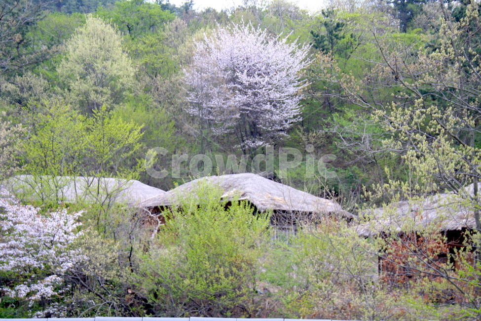 사극세트장,드라마세트장,한옥,전통문화,한국문화,사극촬영장,조선시대,시대극,한국전통,초가집,전통마을,옛날,과거,유적지,한국의미,한국의멋,역사,country,koreanculture,koreantraditional,history,landscape,시골,마을,풍경,landscape,country,rural,town,한국전통,한국문화,korean traditional,korean culture
