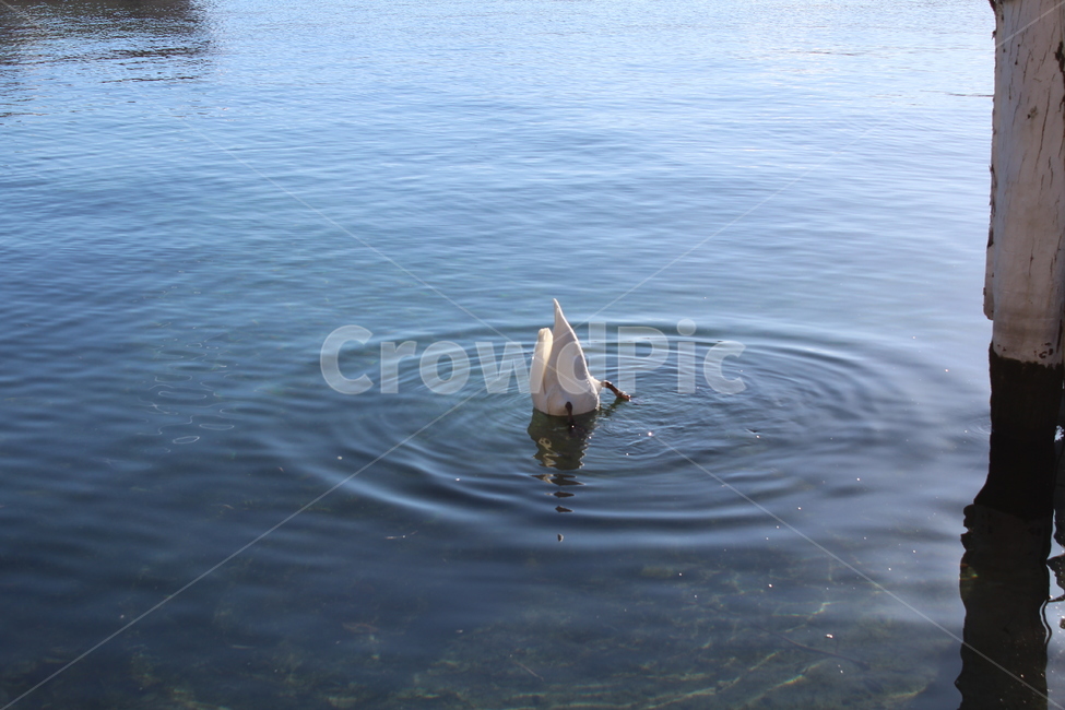 스위스,루체른,로이스강,switzerland,luzern,river,nature,자연,강,평화로움,평화,peace,동물,animal,조류,새,birds