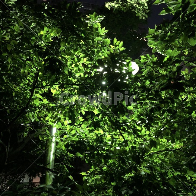 나무,식물,밤,어둠,빛,tree,plants,night,shade,light,ki,shokubutsu,yoru,yami,kurayami,hikari,자연,nature,초록,green,midori,식물,자연,plants,nature
