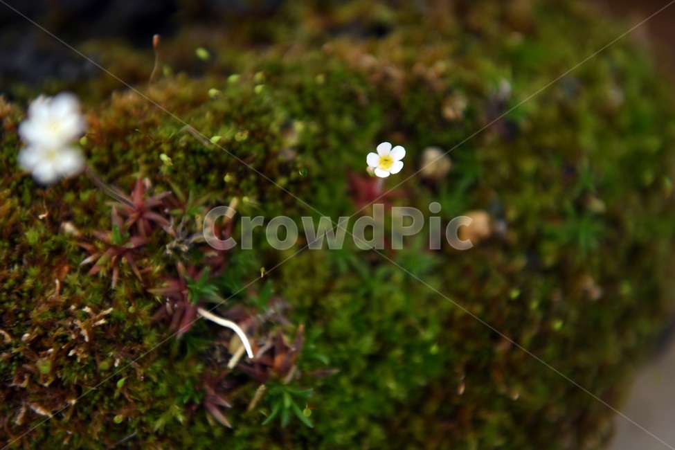식물,꽃,감성사진,자연,flower,꽃사진,봄,봄꽃,계절,감성,4월,spring,힐링,자연풍경,풍경,봄,계절,spring,season,식물,자연,plants,nature,꽃,flower,plant,moss,이끼