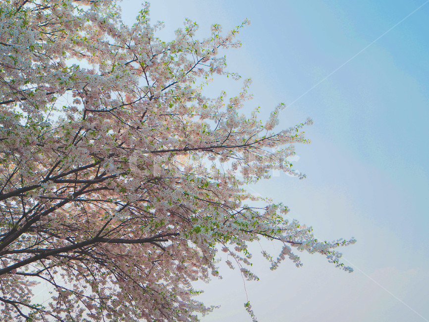 봄꽃,봄,꽃구경,벛꽃구경,봄하늘,봄,계절,spring,season,자연,풍경,nature,landscape,plant,식물