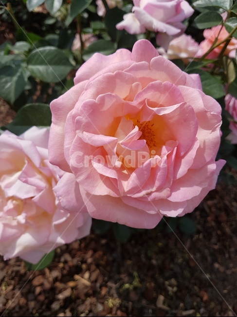 장미,곡성,축제,꽃,식물,봄,계절,spring,season,식물,자연,plants,nature,꽃,flower,색깔,색상,색채,색감,color sense,color sensitivity,feeling of color,blossom,rose,plant
