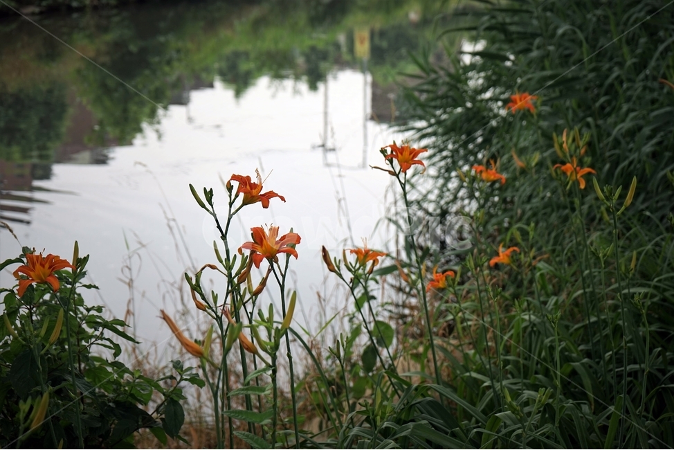 daylily,원추리,주황색,꽃,하천,개화,황록색,beautiful,plant,flower,식물,자연,plants,nature,꽃,flower