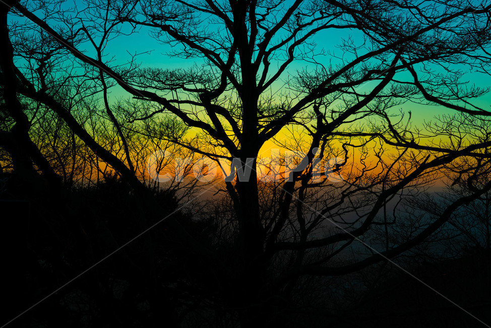 nature,자연,sunset,일몰,dawn,나무,자연,풍경,nature,landscape