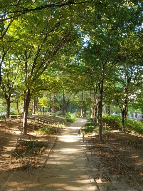 숲,산책로,힐링,나무,햇살,자연,길,자연,풍경,nature,landscape,휴식,힐링,rest,relaxation,healing,tree,plant,식물,path,통로,tree trunk,나무 줄기,outdoors,옥외