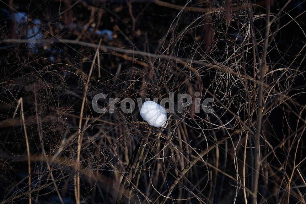 alone,외로움,눈,나무,식물,자연,snow,tree,nature,plant,dark,어두움,혼자,소멸,야경,밤,풍경,nightscape,night,landscape