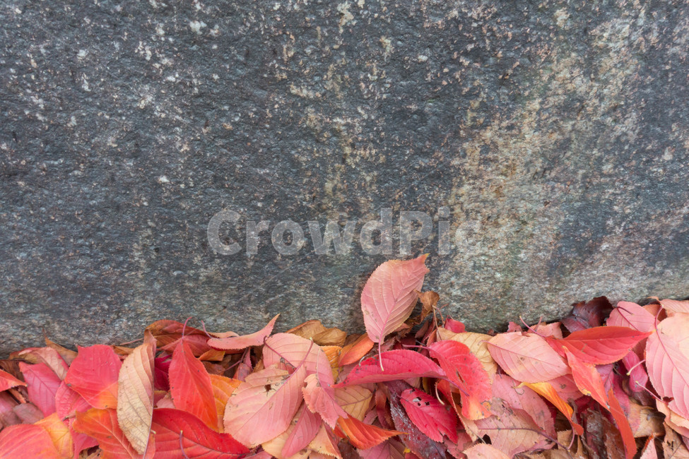 낙엽,가을,계절,자연색상,자연,배경,잎,가을,계절,fall,autumn,season,식물,자연,plants,nature