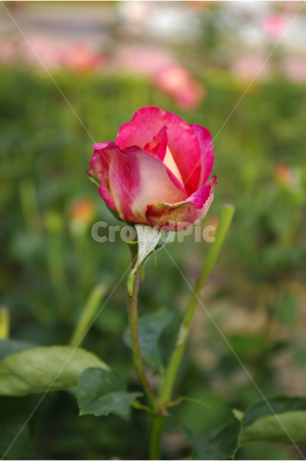 장미,꽃,식물,flower,자연,color,nature,식물,자연,plants,nature,꽃,flower