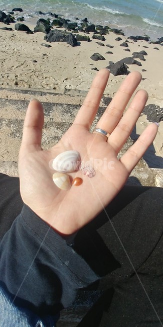 조개껍질,손,해변,신체일부,shell