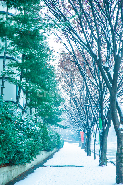 나무,겨울,초록,흰눈,감성,겨울,계절,winter,season