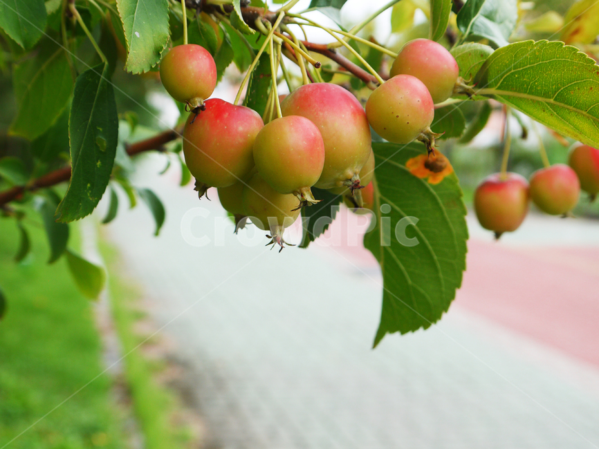 agriculture,apple,apples,autumn,background,botany,delicious,edible,fall,farm,food,fresh,fruit,garden,gardening,green,harvest,health,healthy,leaf,life,little,natural,nature,organic,red,redapple,ripe,sapling,small,smallapple,spongegourd,tree,vegetarian,vitamin,사과,작은사과,과일,잘익은,가을,과일,열매,fruit