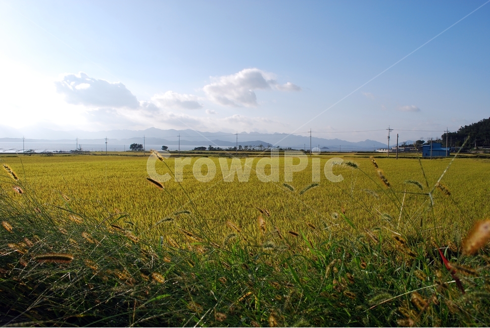 가을,들녘,벼,농사,농업,가을하늘,풍경,자연,자연,풍경,nature,landscape,grassland,목초지,outdoors,옥외,field,들,farm,농장,rural,농촌,meadow