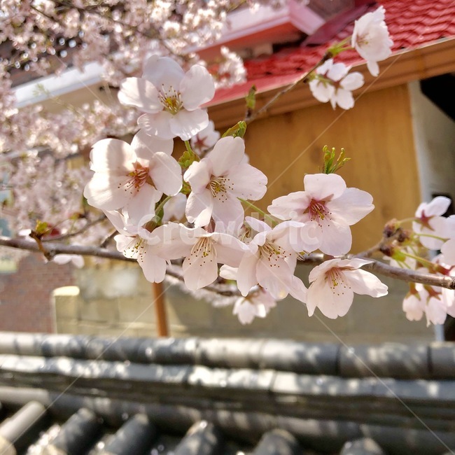 벚꽃,힐링,봄,flower,계절