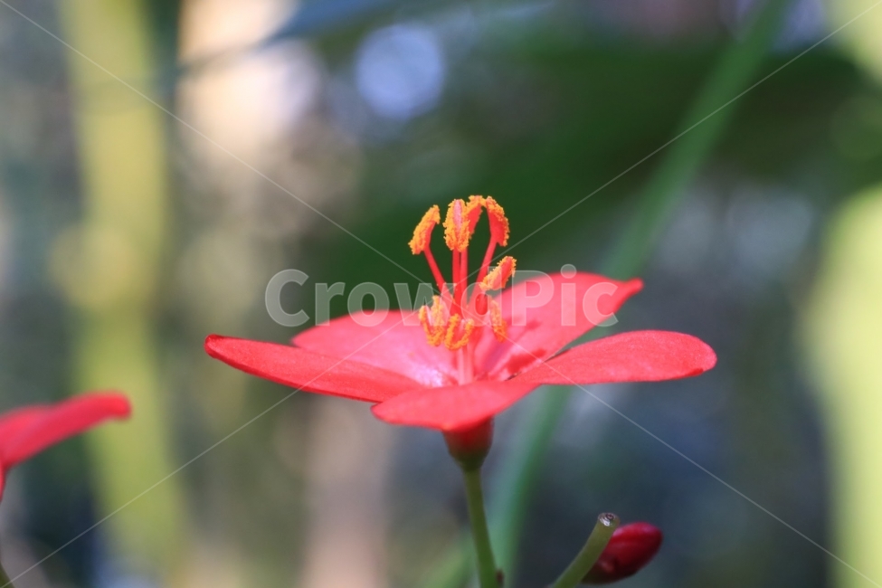 접사,꽃,열대,flower,꽃사진,식물,자연,plants,nature,꽃,flower