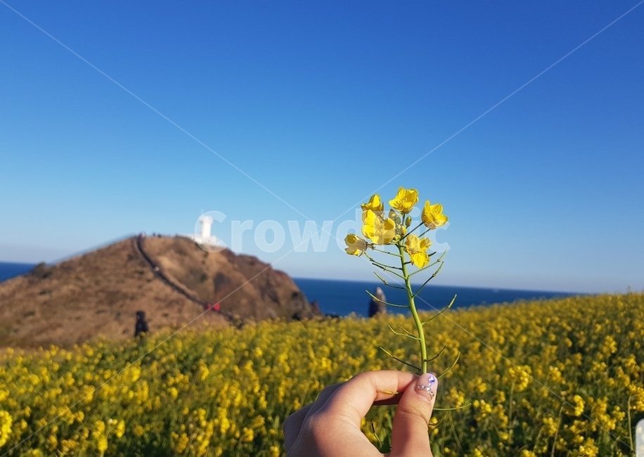 제주도,유채,제주도유채꽃,유채꽃,봄,제주도여행,섭지코지,제주도풀경,제주도,jeju,jeju island,식물,자연,plants,nature,꽃,flower,person,사람,human,인간,outdoors,옥외,field,들,grassland,목초지