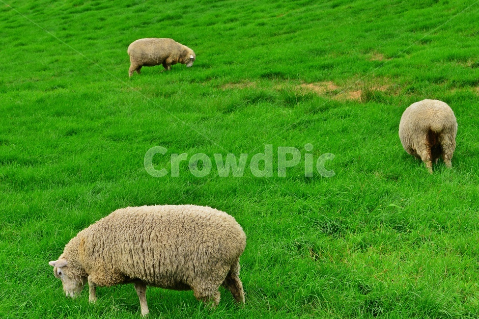 field,들,grassland,outdoors,옥외,nature,강원도,평창,대관령,양떼목장,자연,sheep,양,animal,동물,mammal,포유류,grazing,방목,farm,rural,농촌,meadow,목초지,ranch,농장,pasture,목장,경치,경관,풍경,구름,동물,animal,포유류,mammal,목축업,목장,livestock farming,ranching,pasture
