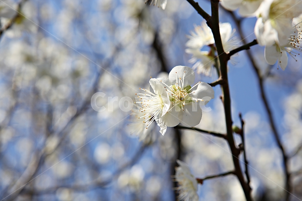 매화꽃,매화,꽃,꽃잎,봄꽃,봄,식물,자연,공원,식물,자연,plants,nature,꽃,flower