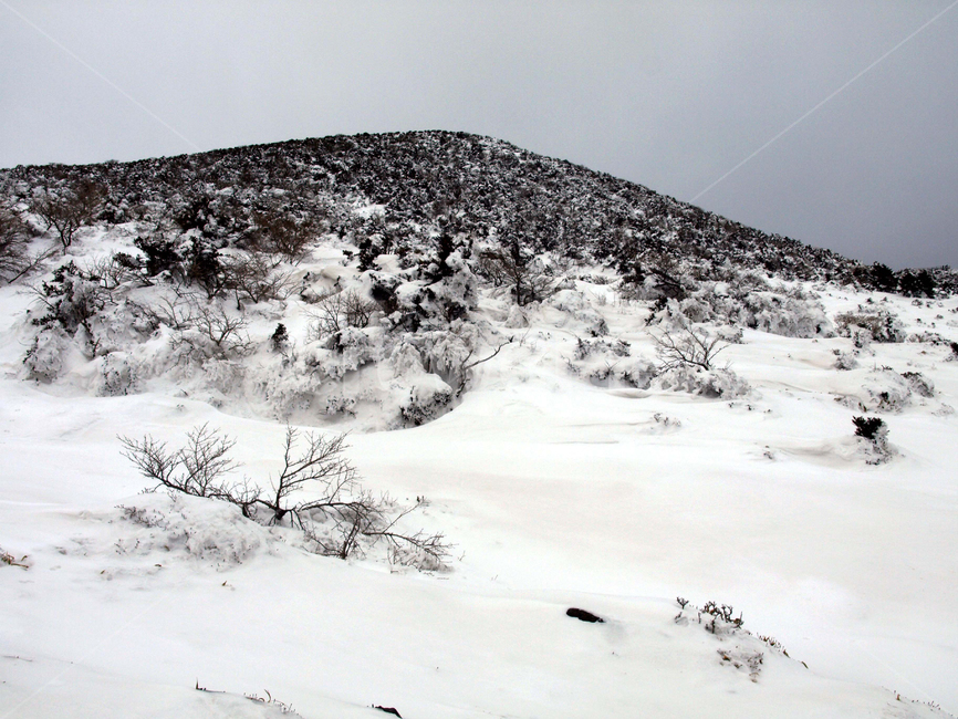 어리목,한라산,제주도,겨울,겨울산,설화,설목,설경,눈,등산,겨울,계절,winter,season,자연,풍경,nature,landscape,outdoors,옥외,slope,경사,mountain,산,snow