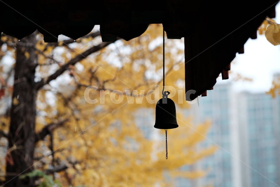 자연,나무,은행나무,단풍,가을,노란,노랑,풍경,낙엽,나뭇잎,처마,nature,tree,fall,autumn,yellow,가을,계절,fall,autumn,season