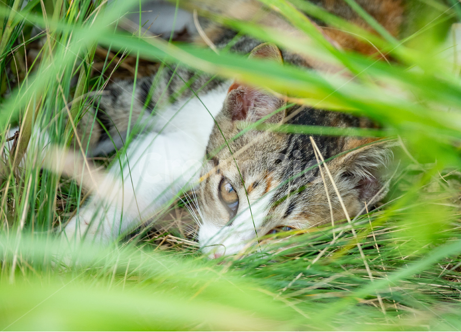 고양이,동물,눈,시선,집중,풀,자연,낮잠,게으름,휴식,쉼,잠,귀여움,귀여운,cute,cat,동물,animal,포유류,mammal,고양이,cat,kitten,kitty