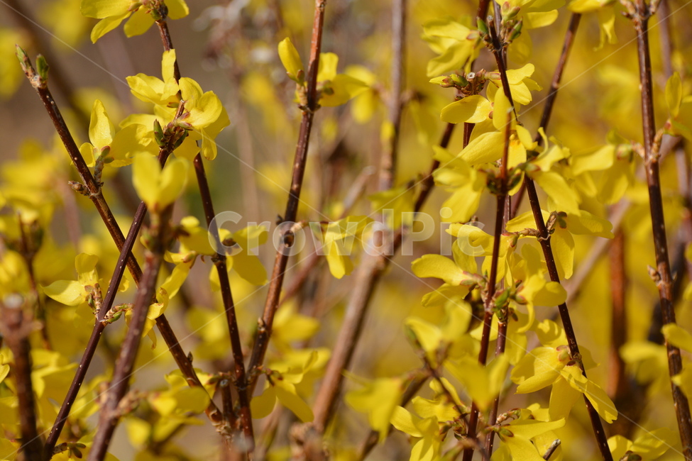 개나리,봄날,산,꽃망울,노란색,봄,계절,spring,season,식물,자연,plants,nature,꽃,flower,plant