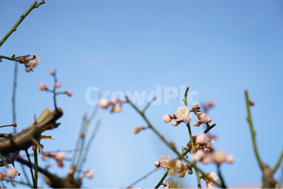 봄,꽃,매화,벚꽃,꽃사진,봄,계절,spring,season,식물,자연,plants,nature,꽃,flower,plant