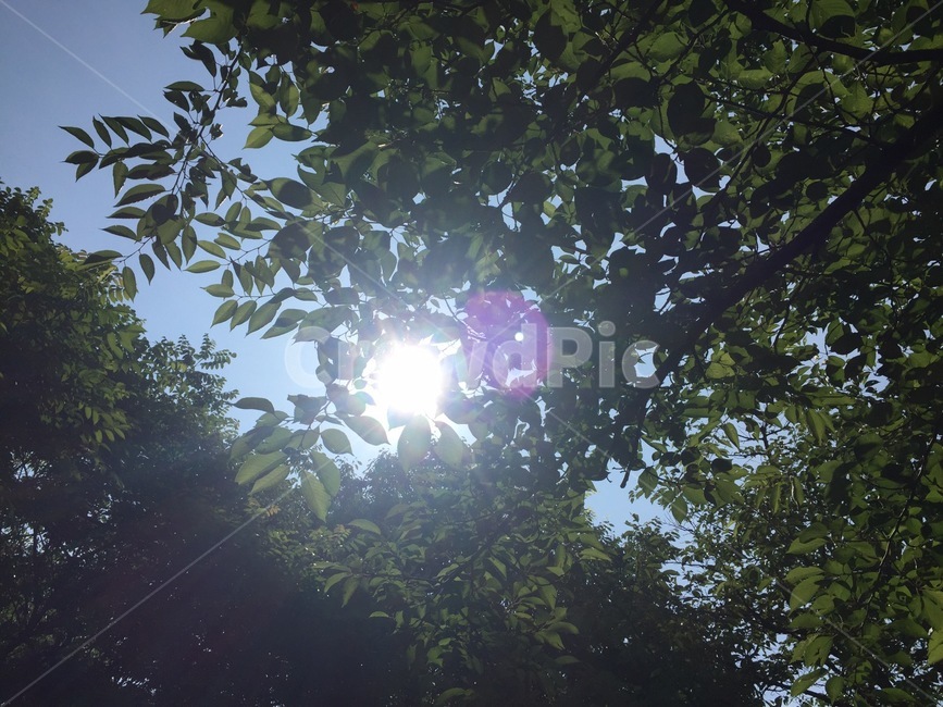 숲,햇빛,나무,하늘,빛,자연,풍경,nature,landscape,light,flare,플레어