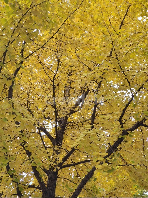 nature,자연,단풍,산,가을,autumn,단풍나무,가을산,계절,tree,나무,풍경,가을,계절,fall,autumn,season,식물,자연,plants,nature,나무,trees,wood