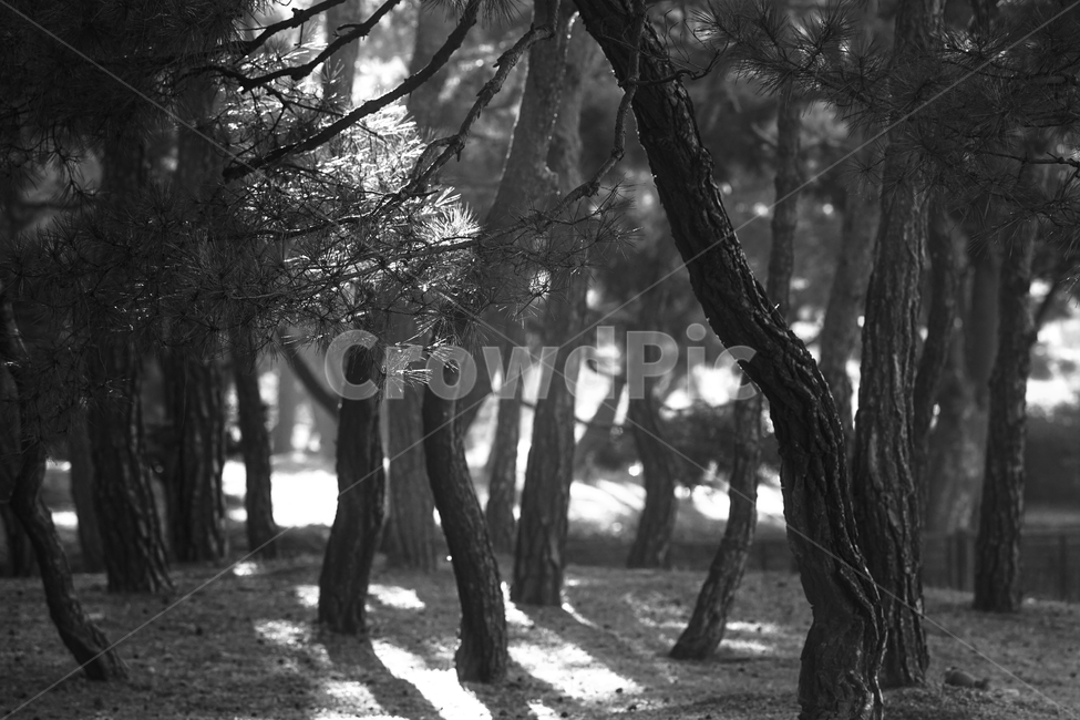 솔밭,소나무,솔,나무,햇살,산,식물,자연,plants,nature,나무,trees,wood,흑백,모노톤,monochrome,black and white